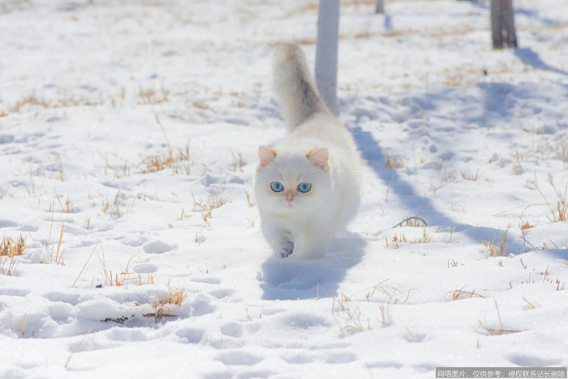 Seedance实战入门：三步上手AI视频生成_https://ai.lansai.wang_AI教程_第5张