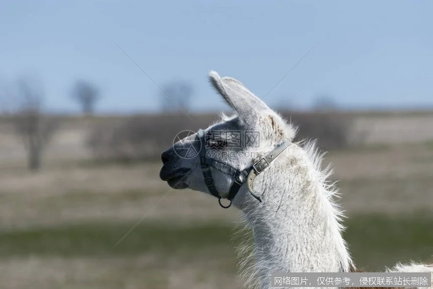 Llama模型实战入门：从零部署到应用开发_https://ai.lansai.wang_AI教程_第3张