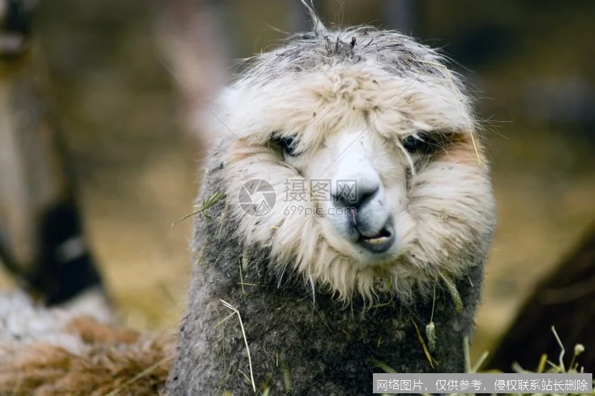 Llama模型实战入门：从零部署到应用开发_https://ai.lansai.wang_AI教程_第5张