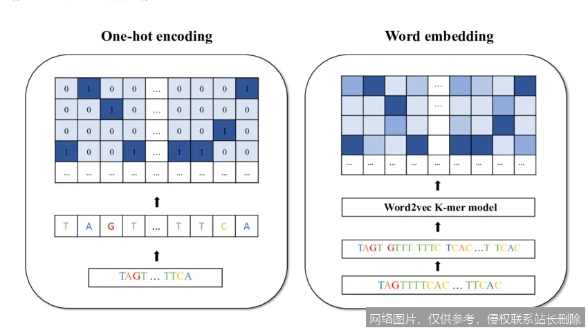 【AI词典】词嵌入 - 将词语映射为向量的技术_https://ai.lansai.wang_AI词典_第4张