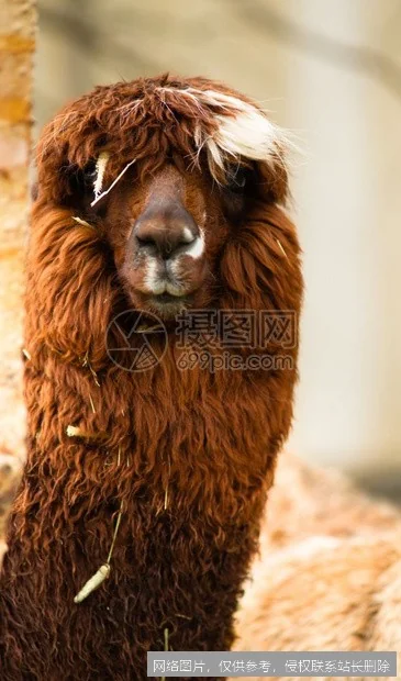 《Llama大模型实战入门：从零到一部署与应用指南》