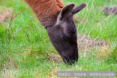 《Llama大模型实战入门：从零到一部署与应用指南》 示意图 2