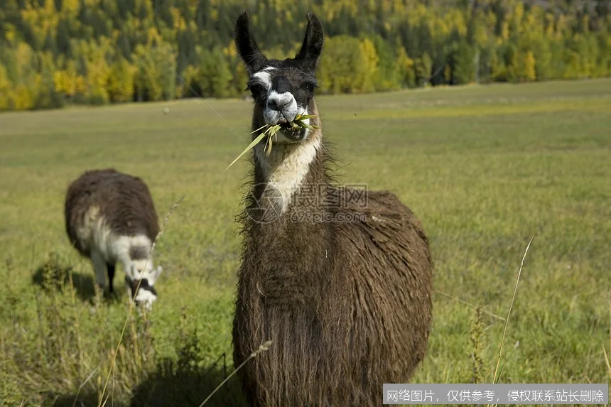 Llama 5 深度体验：苹果联手打造的空间智能多模态新标杆_https://ai.lansai.wang_AI百宝箱_第2张